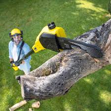 Best Tree Preservation Services  in West Des Moines, IA