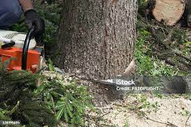 Best Seasonal Cleanup (Spring/Fall)  in West Des Moines, IA