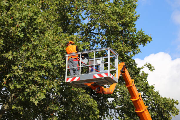 Best Storm Damage Tree Cleanup  in West Des Moines, IA