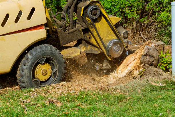 Best Fruit Tree Pruning  in West Des Moines, IA