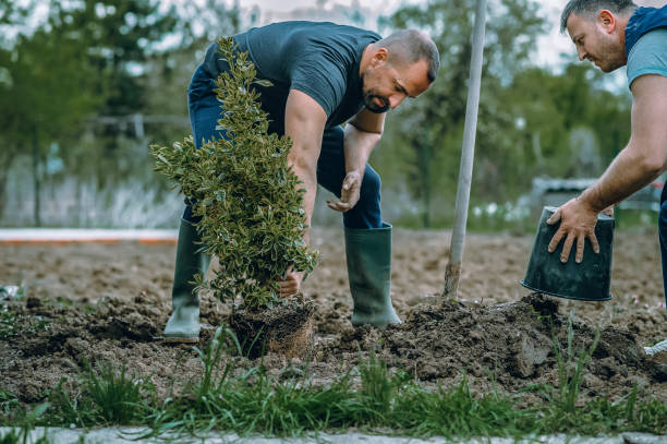 Best Fruit Tree Pruning  in West Des Moines, IA