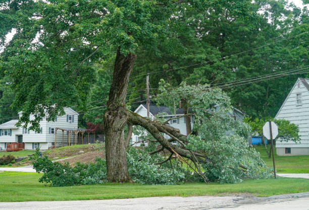 Best Tree Trimming and Pruning  in West Des Moines, IA