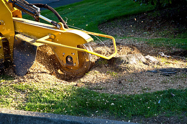 Professional Tree Services in West Des Moines, IA