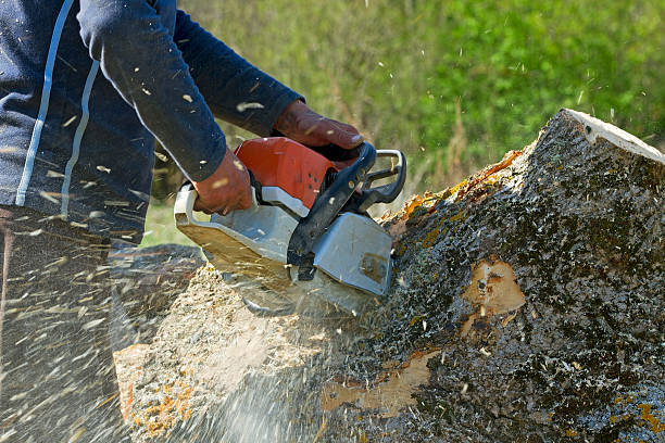  West Des Moines, IA Tree Services Pros