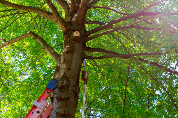 How Our Tree Care Process Works  in  West Des Moines, IA